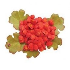 Elizabeth Craft Designs - Susan's Garden Geranium Die 1019