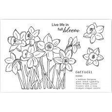 Julie Hickey Designs Peter's Daffodils A6 Stamp Set DS-PT-1038